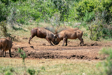 Phacochères en plein combat
