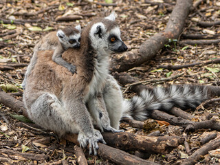 Maki catta maman et son petit