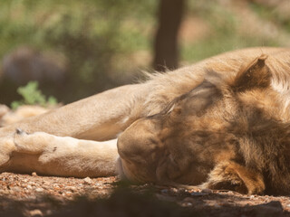 young lion sleeping on sunny afternoon