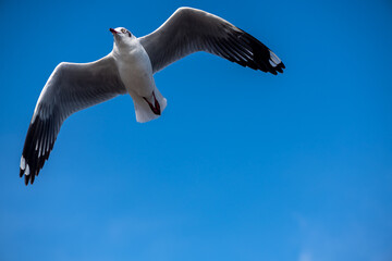 Seagulls flying on the beautiful blue sky, some chasing after food to eat at Bangpu, Samutprakarn in Thailand.