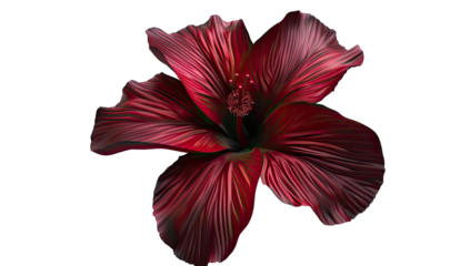 Close-up of a vibrant crimson hibiscus flower