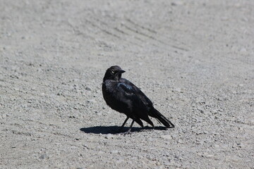 crow on the beach
