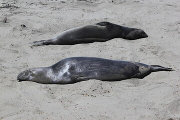 sea lion on the beach