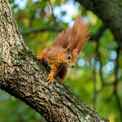 Obraz premium A reddish-brown squirrel, with a fluffy tail, is perched attentively on a weathered tree branch, amidst a backdrop of out-of-focus, vibrant autumnal foliage.