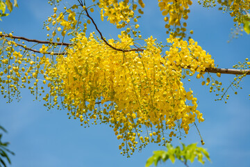 Golden Shower Tree Blossoms against Blue Sky