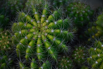 Little cactus on small pot, plant for decoration. Beautiful blooming cactus, selective focus blurred green nature background. Hobby during work from home concept. 
