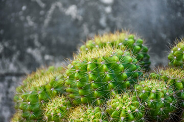 Little cactus on small pot, plant for decoration. Beautiful blooming cactus, selective focus...