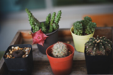 Beautiful blooming cactus, selective focus blurred green nature background. Hobby during work from...