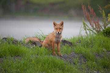 red fox vulpes in front of water with green plants around looking at the camera