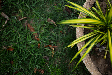Overhead Shot Of Variegated Pandan Leaves In Pot