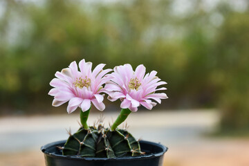 Beautiful blooming cactus, selective focus blurred green nature background. Hobby during work from...