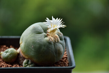 Beautiful blooming cactus, selective focus blurred green nature background. Hobby during work from home concept	