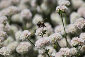bee on a flower