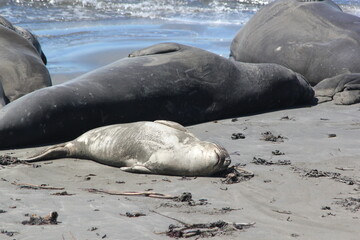 galapagos sea lion