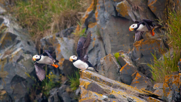 Three puffins take flight at the same time off a rocky ledge in Alaska
