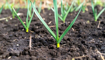 Close-up view of young garlic plants sprouting from dark, rich soil in a garden.