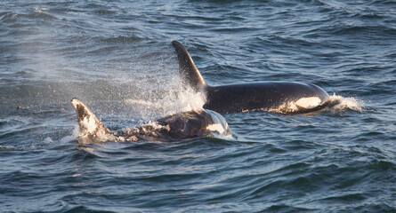 Orca killer whales side view as they come to the surface for a breath