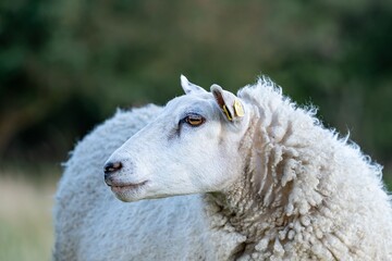 Fototapeta premium Sheep Profile in Green Pasture