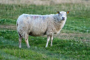 Fototapeta premium Sheep on a Green Field