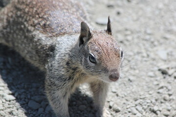 Naklejka premium squirrel on the beach