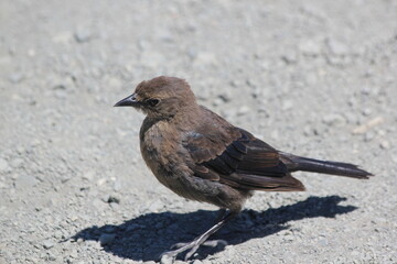 blackbird on the beach