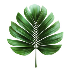 Large green palm leaf on a white background showcasing its intricate texture and vibrant color on transparent background