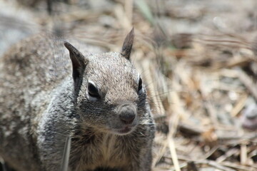 squirrel in the forest