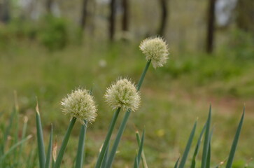 Blooming Onion Flower