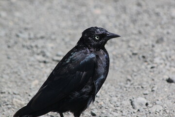 Obraz premium crow on the ground