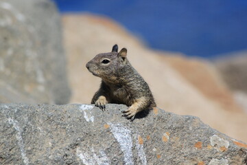 chipmunk on the rock
