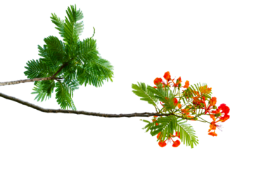 PNG of Royal Poinciana Flower Branch Red Blossoms and Green Leaves on Transparent Background. Royal Poinciana Branch with Red Blossoms and Green Leaves