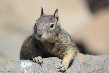 squirrel in the forest