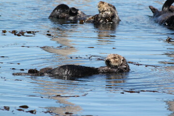 Fototapeta premium otter in the sea