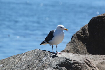 seagull on rock