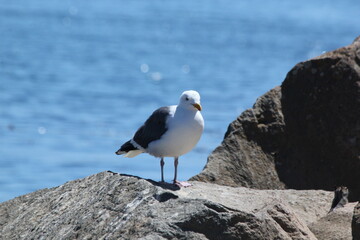 seagull on rock