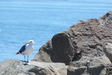 seagull on rock with squirrel