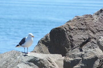 seagull on rock with squirrel