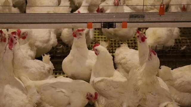 Well-raised chickens on a farm