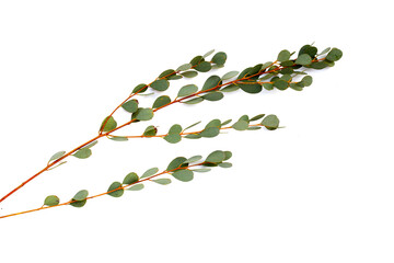 Eucalyptus leaves on white background. Green leaf branches.