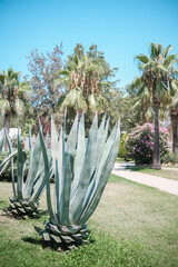 Agave plants in tropical garden under bright sunlight