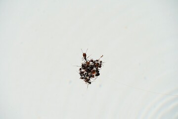 Close-up of ants clustered and floating on clear water surface, insect behavior.