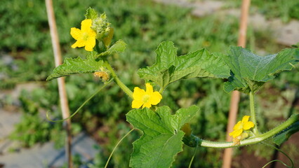 A naturalistic photo of a melon plant in a field. This photo was taken on a bright morning and has a clear focus on the new yellow flowers and green leaves of the Cucumis melo species