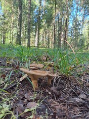 mushrooms in the forest