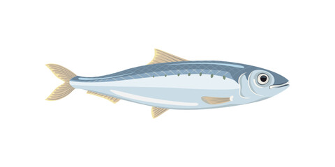 Sardine isolated on white background. Vector cartoon flat illustration. 