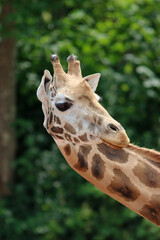 Portrait of a giraffe with vegetation in the background