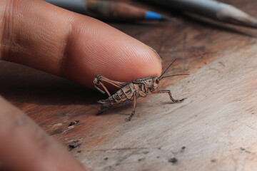 Obraz premium A mosquito is stepped on by a human palm on a wooden table