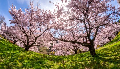 Fototapeta premium Majestic Cherry Blossoms Arching Over Lush Green Hillside, Springtime Scene.