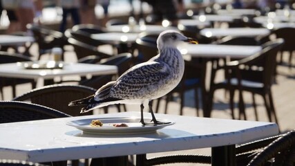 Seabird Consuming Food on the Table of Eating Establishment