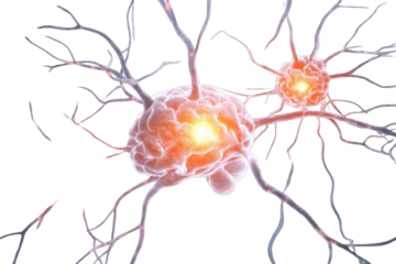 Close-up of nerve cells.  Complex network