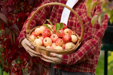 wicker basket with apples in female hands, autumn apple harvest